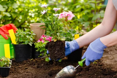 Backyard Gardeners